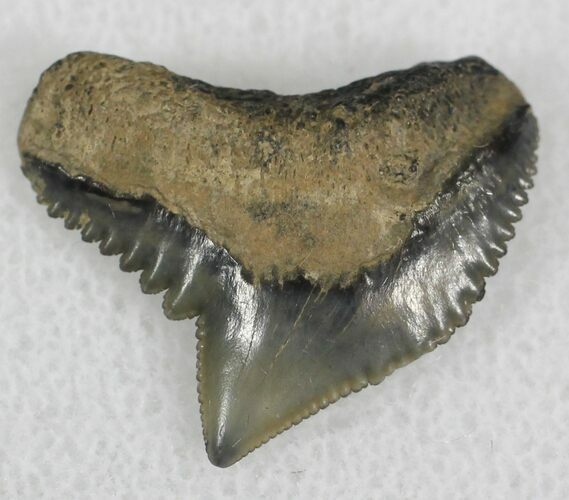 Fossil Tiger Shark Tooth - South Carolina #25305